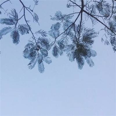 疯狂的忍者手机版下载